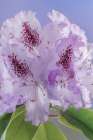 USA-Washington State-Seabeck Rhododendron blossoms close-up Art Print